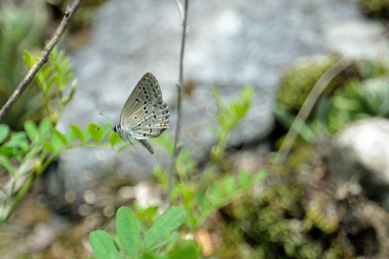 ウラクロシジミリベンジ(2013/7/11)_f0031682_9545845.jpg