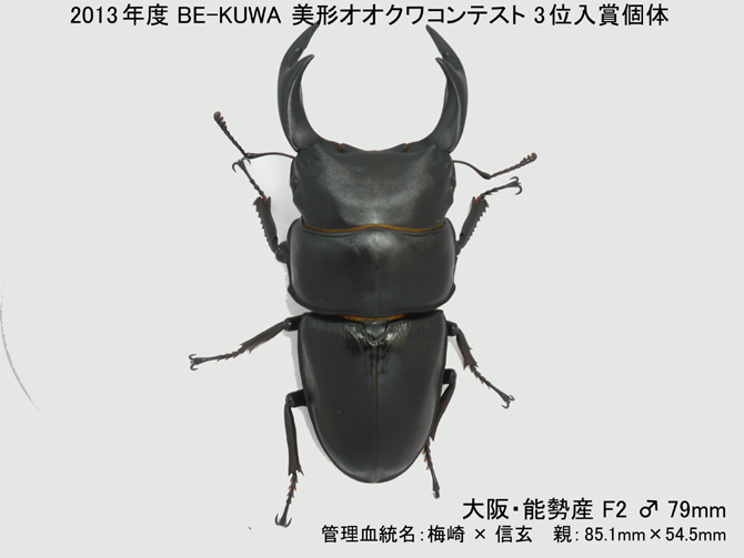 BE-KUWA 美形オオクワガタ・コンテスト 3位入賞♪ : くわがた散歩道
