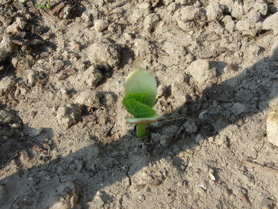 マレの夏仕事⑮　野菜の収穫始まる_a0247585_6125876.jpg