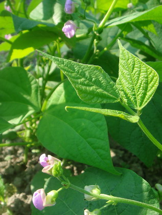 マレの夏仕事⑮　野菜の収穫始まる_a0247585_664468.jpg