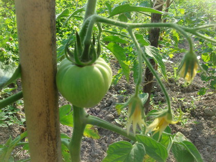 マレの夏仕事⑮　野菜の収穫始まる_a0247585_675829.jpg