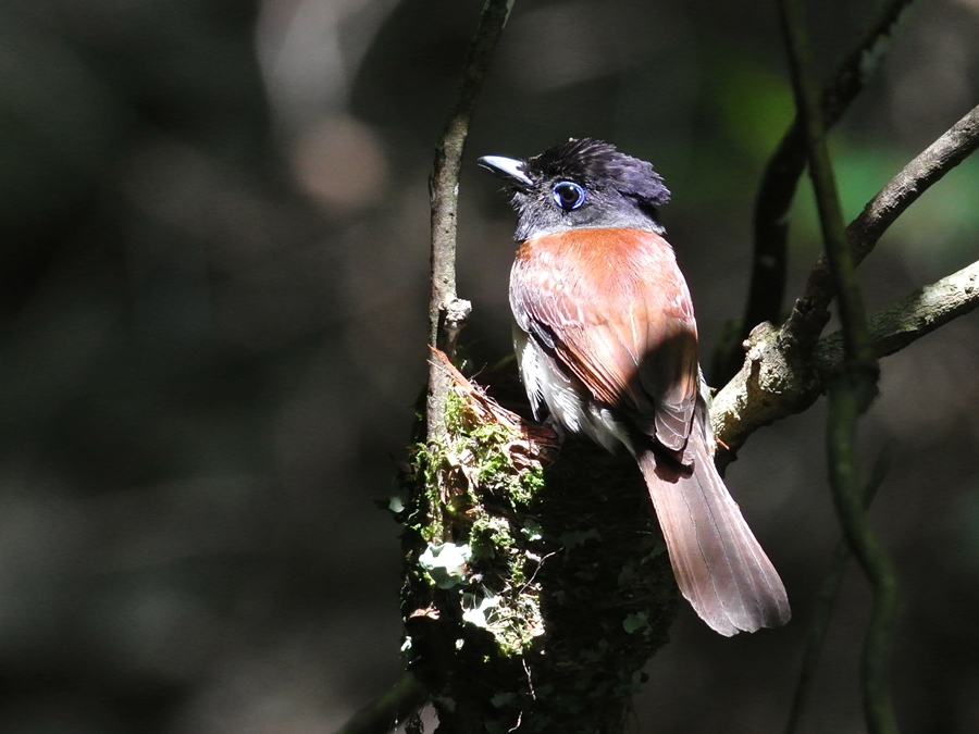 「さて卵は孵ったのか？」　サンコウチョウ（三光鳥）/Japanese Paradise Flycatcher_a0223993_0444617.jpg