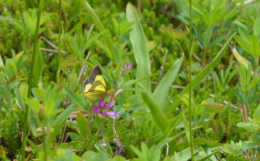 b0078795_2305442.jpg