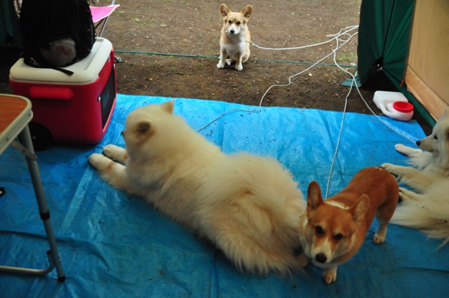 古山貯水池自然公園オートキャンプ場_f0212597_13203883.jpg