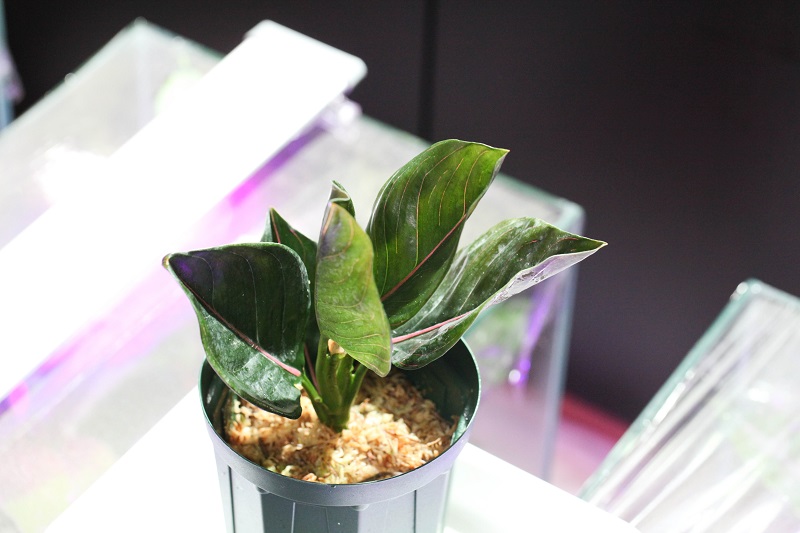 Aglaonema Rotundum カレン州 北部地域産 (出射氏) #1_a0141717_221306.jpg