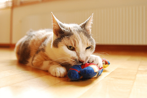 b0259218_110295.gif