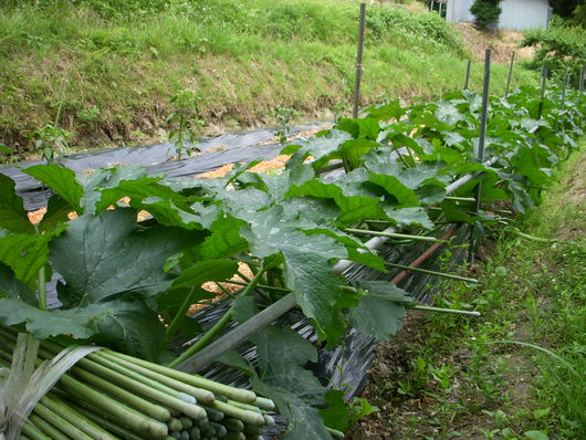 f0260120_21522154.jpg
