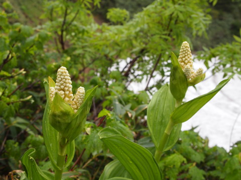 米ちゃんトレッキング～八幡平*2013.07.13（岩手県）_b0147224_2254750.jpg