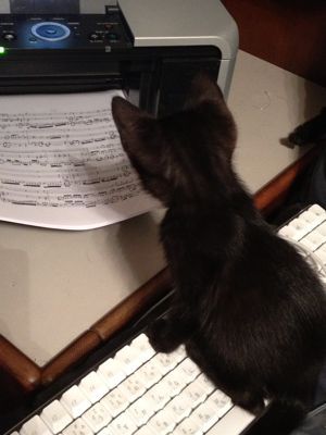 猫皿、と言うか、皿猫。里親募集中。_f0160325_23202536.jpg