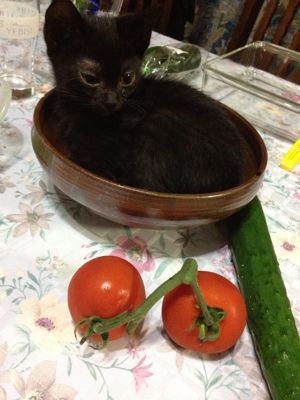 猫皿、と言うか、皿猫。里親募集中。_f0160325_23202661.jpg