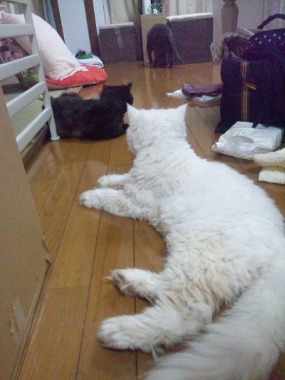 引っ越ししました_d0152937_19341776.jpg