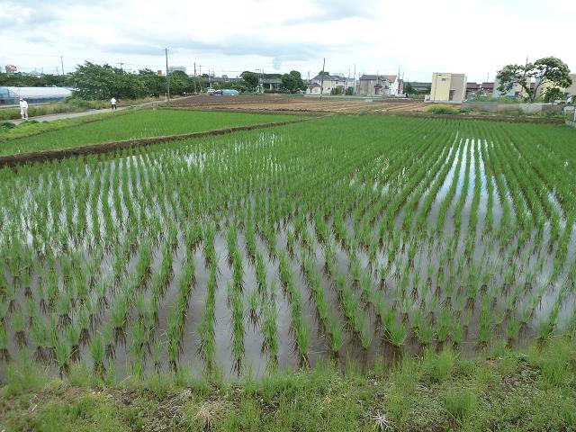 田んぼの四季 春 夏 秋 そらいろのパレット