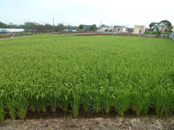 田んぼの四季 春 夏 秋 そらいろのパレット