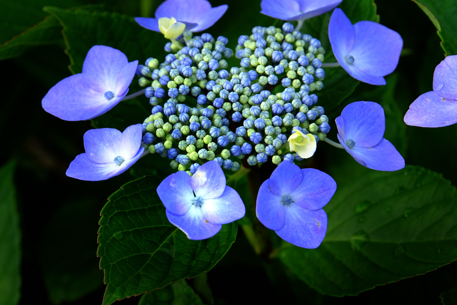 大川原高原の紫陽花_b0161248_2139231.jpg