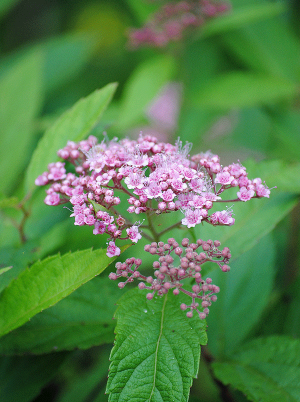 a0001354_2320298.gif