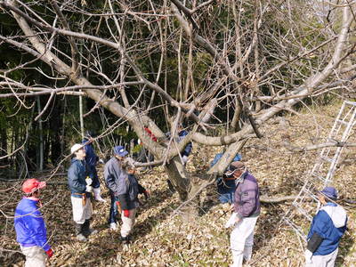 利平栗 栗の王様!今年も、自然栽培で順調に育っています!_a0254656_18422053.jpg