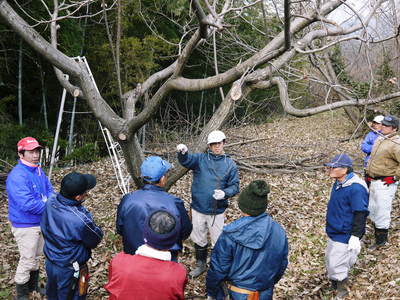 利平栗 栗の王様!今年も、自然栽培で順調に育っています!_a0254656_18482536.jpg