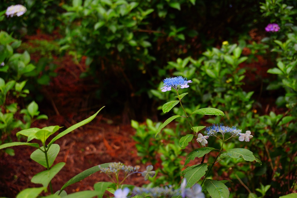 Hydrangea 長野県松本市 弘長寺 珍しい種類の紫陽花 Photo 行雲流水