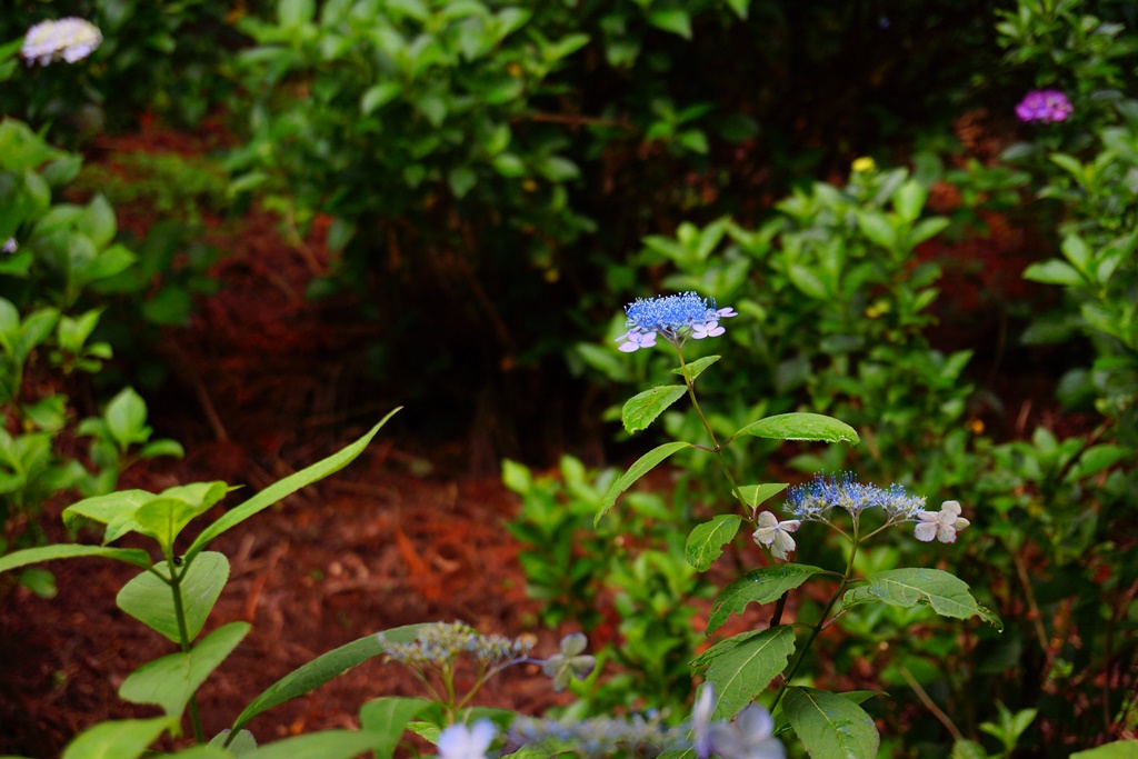  hydrangea(長野県松本市　弘長寺・珍しい種類の紫陽花）_e0223456_9465576.jpg