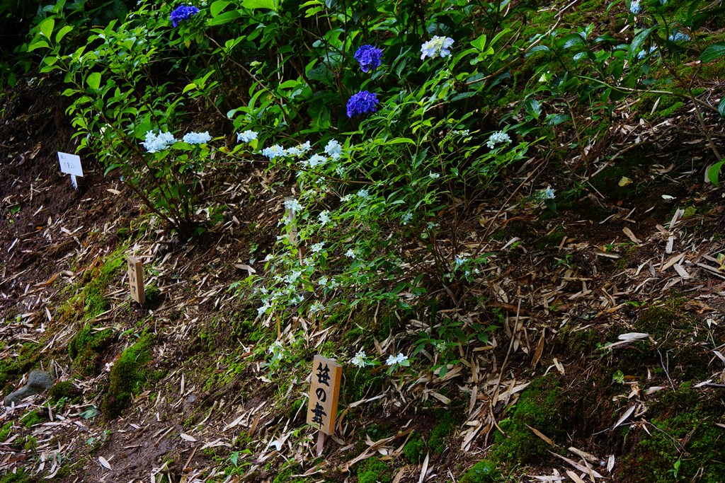  hydrangea(長野県松本市　弘長寺・珍しい種類の紫陽花）_e0223456_948112.jpg