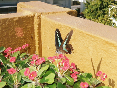 c0180460_23182331.jpg