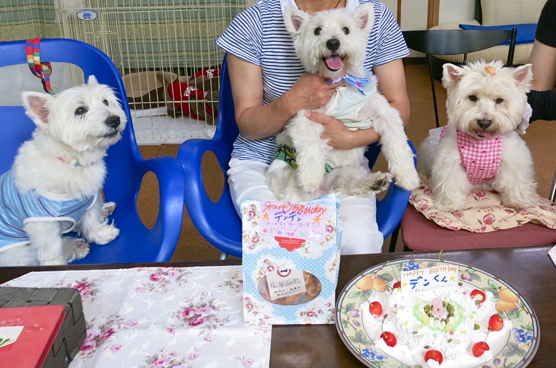 8歳になります_c0260460_1715593.jpg