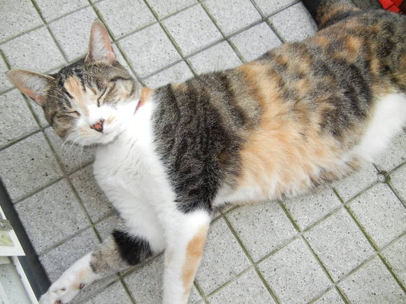 ’13,7,14(日)グレートデンのベントレー君に会ったYO!_f0060461_14224249.jpg