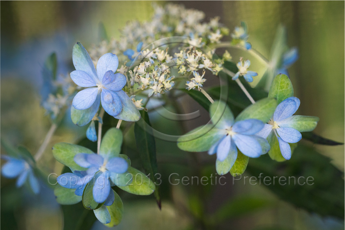 森林植物園2013～梅雨の季節（2） Vol.6_a0111162_17253660.jpg