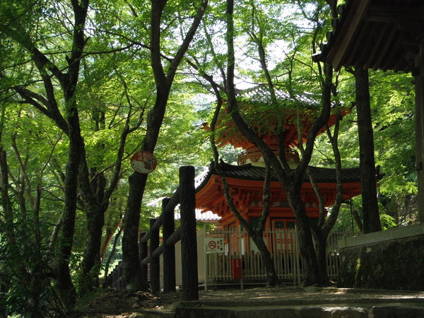 和泉葛城山:もう一方の葛城山　牛滝から犬鳴側へ_c0066176_5392570.jpg