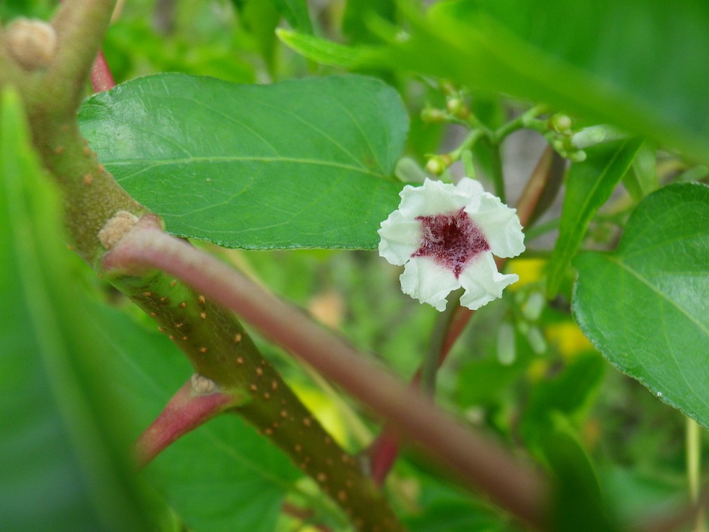 『河川敷の植物達』_d0054276_2010444.jpg