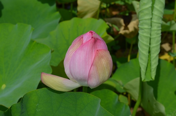 国宝臼杵石仏 蓮の花_d0230676_10311629.jpg