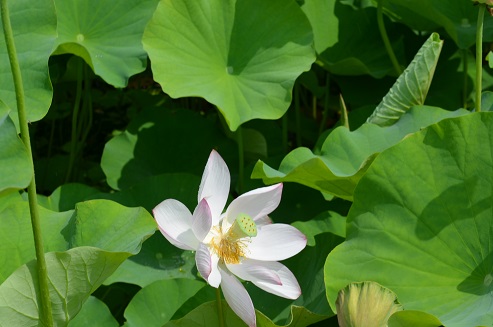 国宝臼杵石仏 蓮の花_d0230676_10311829.jpg