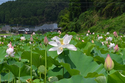 国宝臼杵石仏 蓮の花_d0230676_10352822.jpg