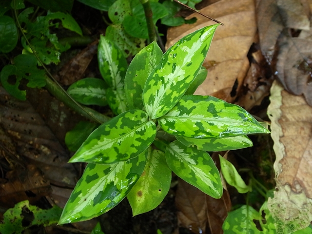 Aglaonema pictum\"マルチカラー白玉\"from Sumatera Barat【AZ0912-1】_a0067578_11104439.jpg