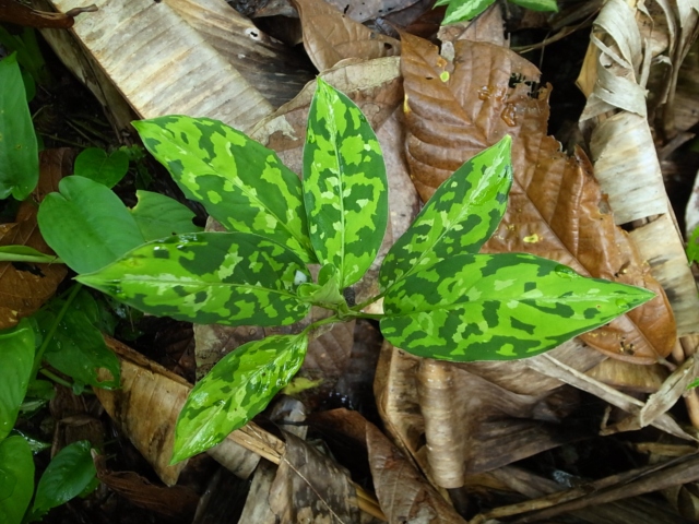 Aglaonema pictum\"マルチカラー白玉\"D.F.S from Sumatra Barat【AZ0912-1】_a0067578_11114982.jpg