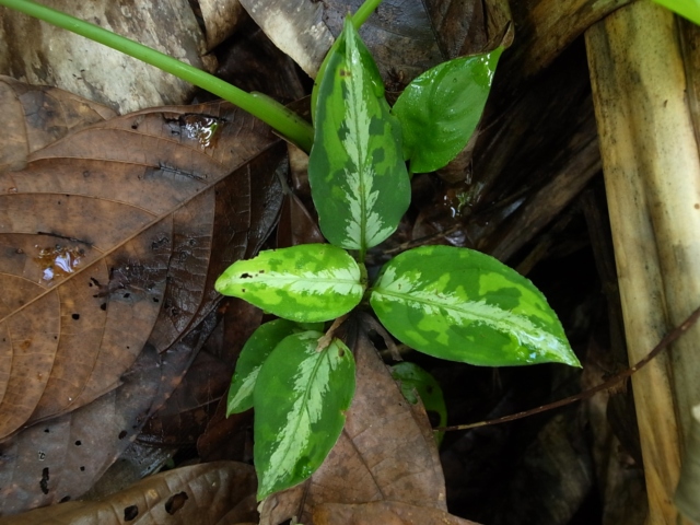 Aglaonema pictum\"マルチカラー白玉\"D.F.S from Sumatra Barat【AZ0912-1】_a0067578_11125419.jpg