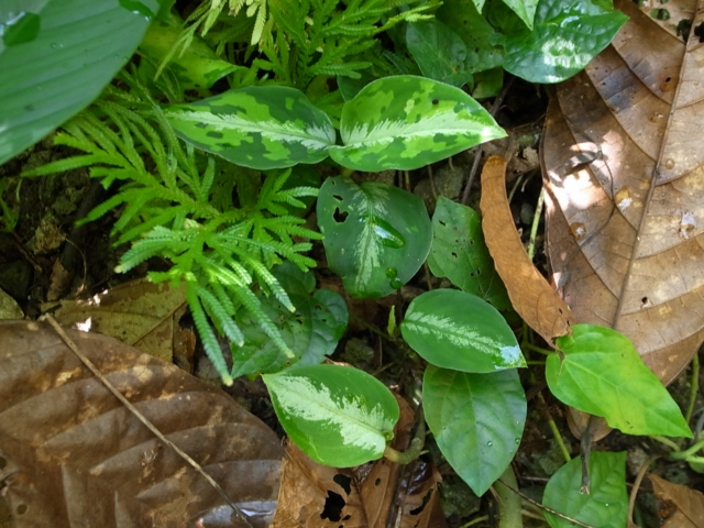 Aglaonema pictum\"マルチカラー白玉\"from Sumatera Barat【AZ0912-1】_a0067578_1113245.jpg