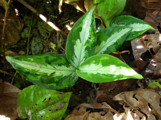 Aglaonema pictum\"マルチカラー白玉\"from Sumatera Barat【AZ0912-1】_a0067578_1113367.jpg