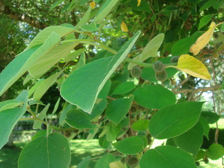 a0247585_82525.jpg