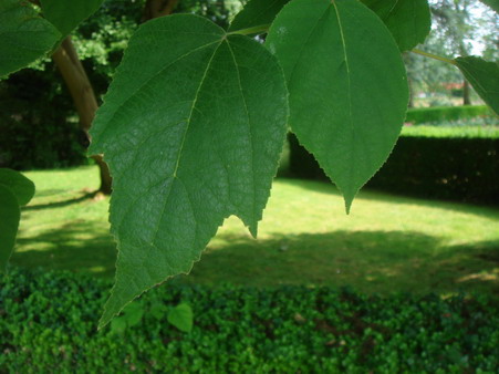 公園のカジノキの秘密_a0247585_8374264.jpg