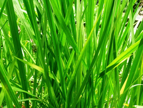 雨に緑が映える京都薬用植物園_c0202290_23155887.jpg