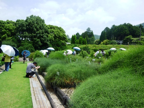 雨に緑が映える京都薬用植物園_c0202290_23175683.jpg