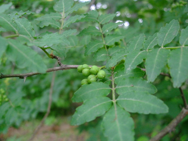 青葉の森７月観察会_f0100593_17194519.jpg