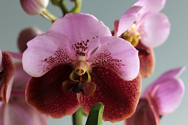 ランの女王！Euanthe sanderiana（＝Vanda sanderiana）_d0007501_9543816.jpg