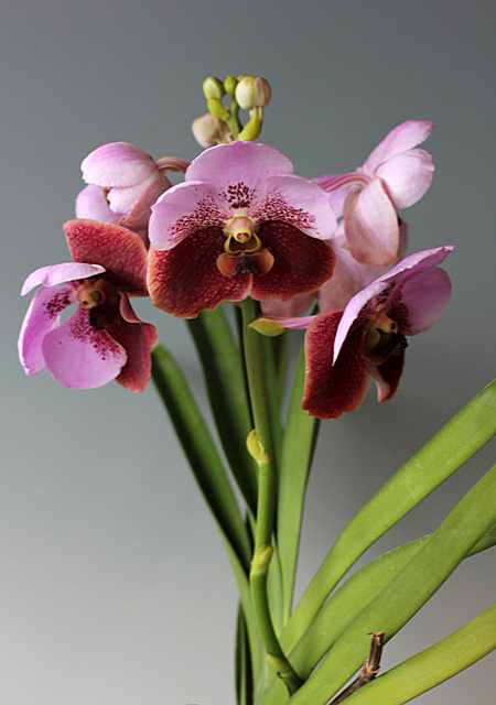 ランの女王！Euanthe sanderiana（＝Vanda sanderiana）_d0007501_9551731.jpg