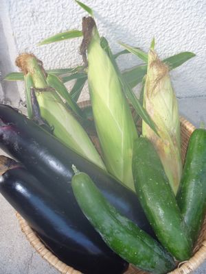 夏野菜の収穫。_b0131012_208169.jpg