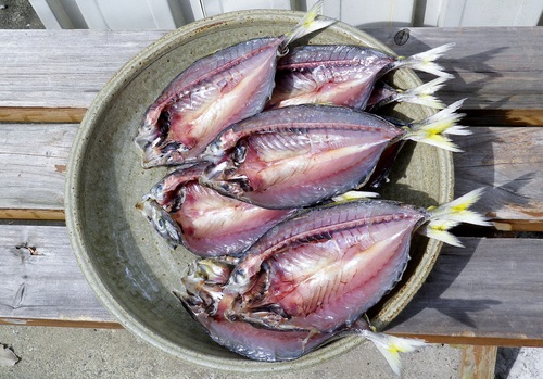 アジ 鯵 の干物を作る 椿壽菴だより