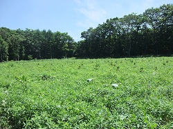c0173813_2121420.jpg