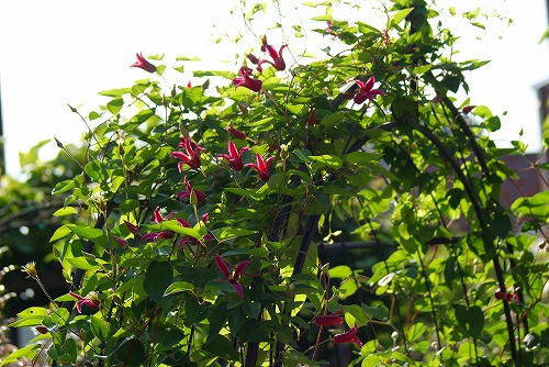 f0170524_223151.jpg