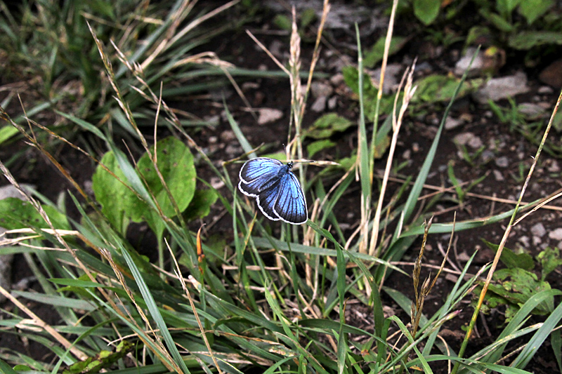 d0054625_1081589.jpg